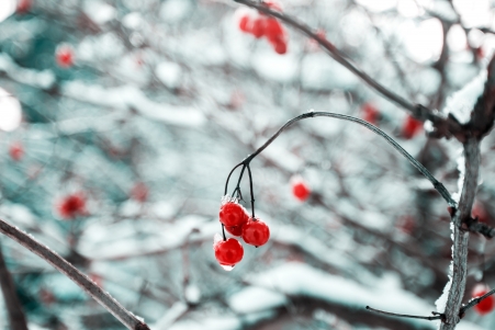白英红色小果实图片冬天